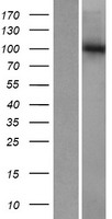 GTF3C3 Human Over-expression Lysate