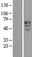 PAF49 (CD3EAP) Human Over-expression Lysate