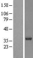 BRDG 1 (STAP1) Human Over-expression Lysate