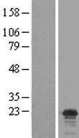 Claudin 17 (CLDN17) Human Over-expression Lysate
