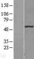 FBXO3 Human Over-expression Lysate