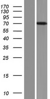 FBXL4 Human Over-expression Lysate
