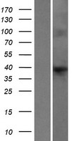 HAP40 (F8A1) Human Over-expression Lysate