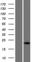 DUX5 Human Over-expression Lysate