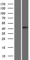 FOXD4L1 Human Over-expression Lysate