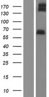 LPHN2 (ADGRL2) Human Over-expression Lysate