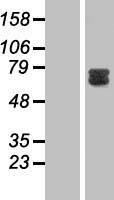 GAB2 Human Over-expression Lysate