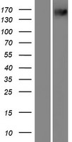 PXDN Human Over-expression Lysate