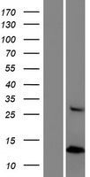 CXorf27 (HYPM) Human Over-expression Lysate