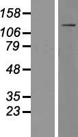 MYO1F Human Over-expression Lysate
