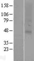 OR2C1 Human Over-expression Lysate