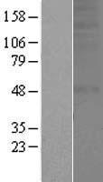 OR1A2 Human Over-expression Lysate