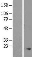 SMR3A Human Over-expression Lysate