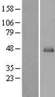 SERPINB13 Human Over-expression Lysate