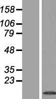 PHLDA3 Human Over-expression Lysate