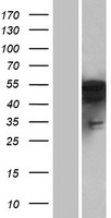 PFTK1 (CDK14) Human Over-expression Lysate