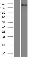 PFAS Human Over-expression Lysate
