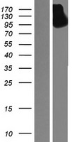 SEZ6L2 Human Over-expression Lysate