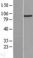 PRDM4 Human Over-expression Lysate