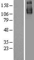 SF3B3 Human Over-expression Lysate