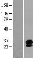 Synaptogyrin 4 (SYNGR4) Human Over-expression Lysate