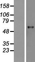 USP21 Human Over-expression Lysate