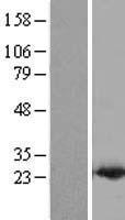 PDCD6 Human Over-expression Lysate