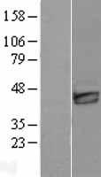 DKK3 Human Over-expression Lysate
