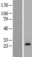 CLEC5A Human Over-expression Lysate