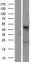 VPS4A Human Over-expression Lysate