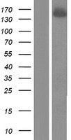 CPSF1 Human Over-expression Lysate