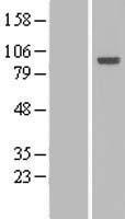 Host cell factor C2 (HCFC2) Human Over-expression Lysate