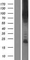 GGA1 Human Over-expression Lysate