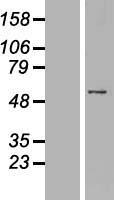 PNMA3 Human Over-expression Lysate