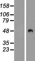 PCOLE2 (PCOLCE2) Human Over-expression Lysate