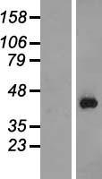 PURG Human Over-expression Lysate