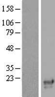 SNX12 Human Over-expression Lysate