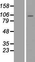 PCDHB1 Human Over-expression Lysate