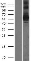 OSGIN1 Human Over-expression Lysate