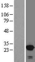 SNX10 Human Over-expression Lysate