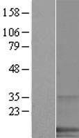 SPANXA1 Human Over-expression Lysate
