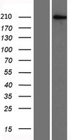 BAZ2A Human Over-expression Lysate