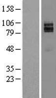 NRG1 Human Over-expression Lysate