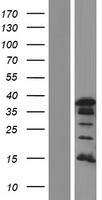 PAX8 Human Over-expression Lysate