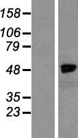 NCKAP1 Human Over-expression Lysate
