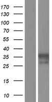 PILRA Human Over-expression Lysate