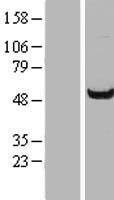 WDR37 Human Over-expression Lysate
