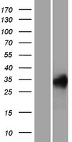 REM (REM1) Human Over-expression Lysate