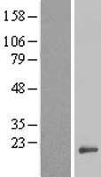 C11orf51 (ANAPC15) Human Over-expression Lysate