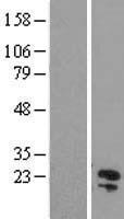 C11orf54 Human Over-expression Lysate